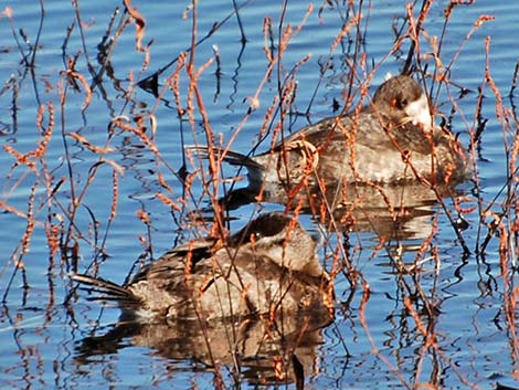 Ruddy Duck (Oxyura jamaicensis)