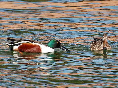 Northern Shoveler (Anas clypeata)