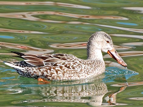 Northern Shoveler (Anas clypeata)