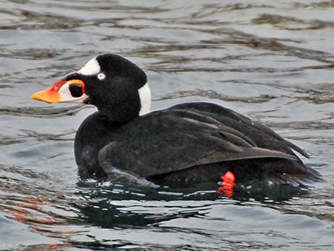 Surf Scoter (Melanitta perspicillata)