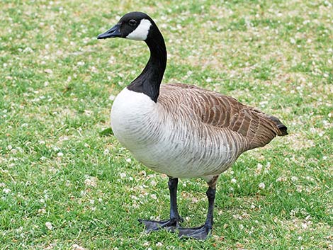 Anseriformes - ducks, geese, and swans