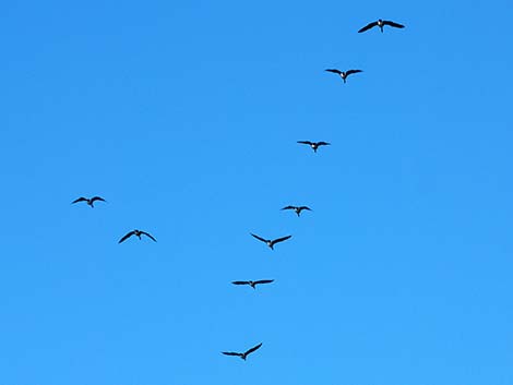 Canada Goose (Branta canadensis)