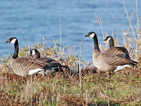 Cackling Goose (Branta hutchinsii)