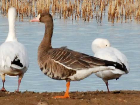 Greater White-fronted Goose (Anser albifrons)