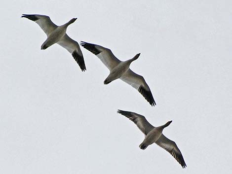 Snow Goose (Chen caerulescens)