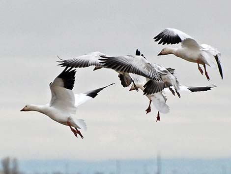 Snow Goose (Chen caerulescens)