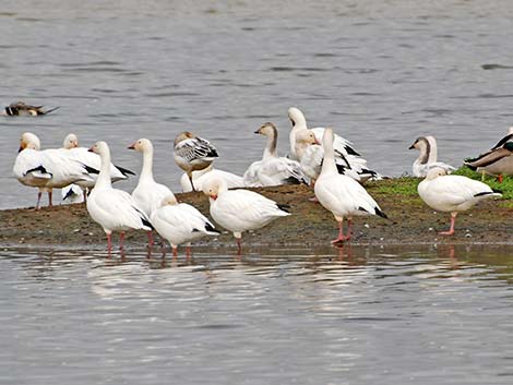 Snow Goose (Chen caerulescens)