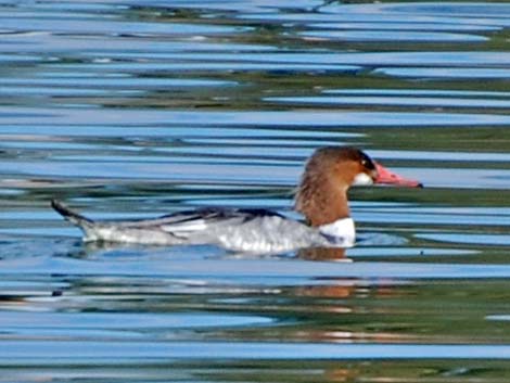 Common Merganser (Mergus merganser)