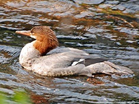 Common Merganser (Mergus merganser)