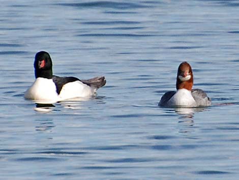 Common Merganser (Mergus merganser)