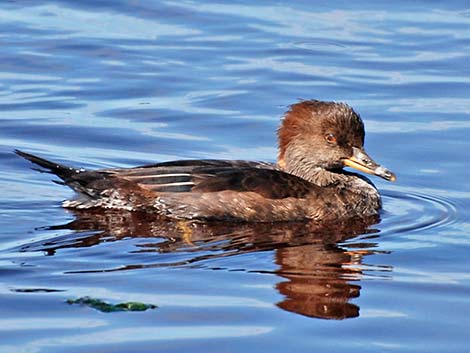 Hooded Merganser (Lophodytes cucullatus)