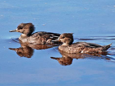 Hooded Merganser (Lophodytes cucullatus)