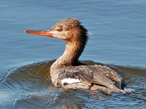 Red-breasted Merganser (Mergus serrator)