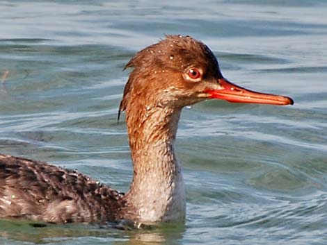 Red-breasted Merganser (Mergus serrator)