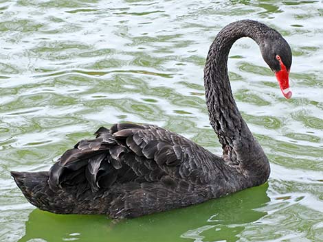 Black Swan (Cygnus atratus)