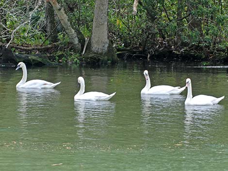 Mute Swan (Cygnus olor)