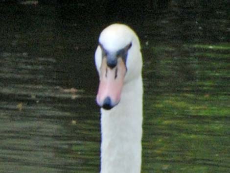 Mute Swan (Cygnus olor)