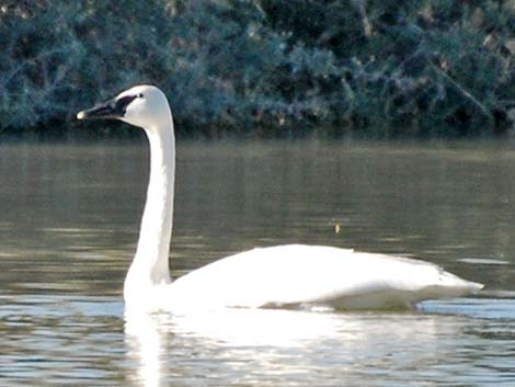 Trumpeter Swan (Cygnus buccinator)