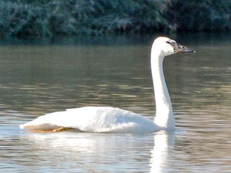 Trumpeter Swan (Cygnus buccinator)