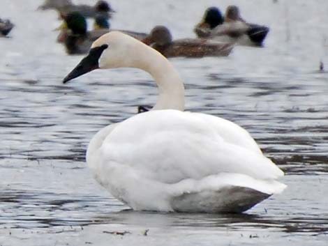 Tundra Swan