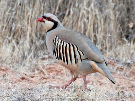 Chukar (Alectoris chukar)