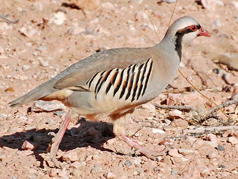 Chukar (Alectoris chukar)