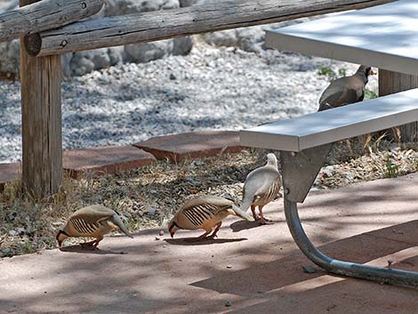 Chukar (Alectoris chukar)