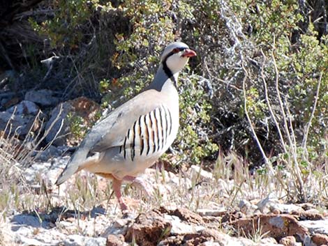 Chukar (Alectoris chukar)