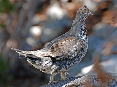 Phasianidae, Tetraoninae, Dusky Grouse