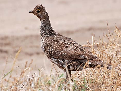 Dusky Grouse (Dendragapus obscurus)