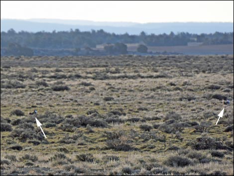 Gunnison Sage-Grouse (Centrocercus minimus)