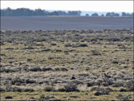 Gunnison Sage-Grouse (Centrocercus minimus)