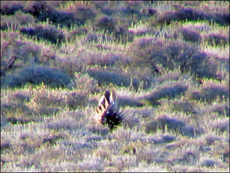 Gunnison Sage-Grouse (Centrocercus minimus)