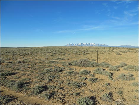 Gunnison Sage-Grouse (Centrocercus minimus)