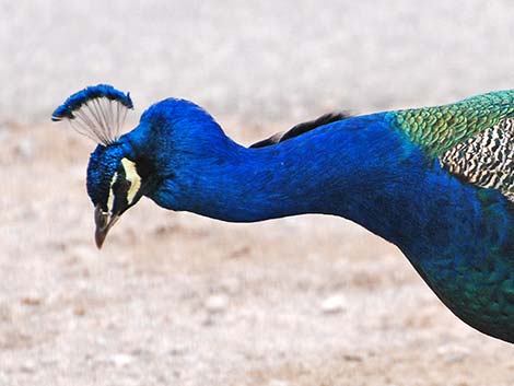 Indian Peafowl (Pavo cristatus)