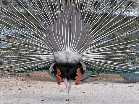 Indian Peafowl (Pavo cristatus)