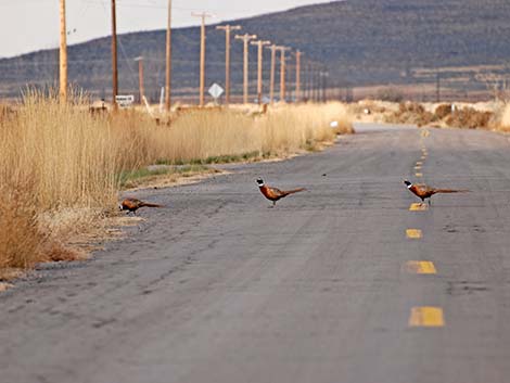 Ring-necked Pheasant (Phasianus colchicus)