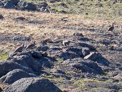 Greater Sage-Grouse (Centrocercus urophasianus)