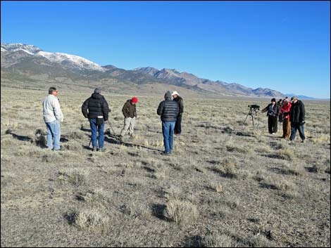 Greater Sage-Grouse (Centrocercus urophasianus)