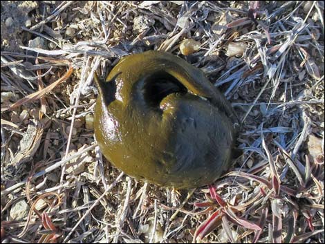 Greater Sage-Grouse (Centrocercus urophasianus)