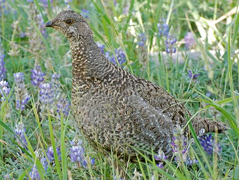 Sooty Grouse (Dendragapus fuliginosus)