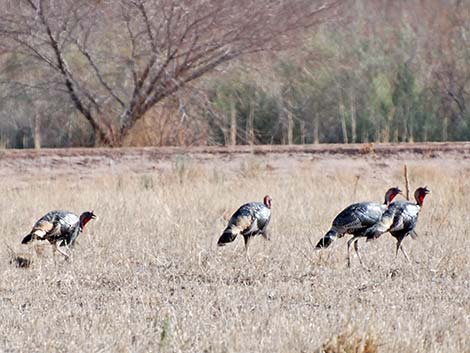 Wild Turkey (Meleagris gallopavo)