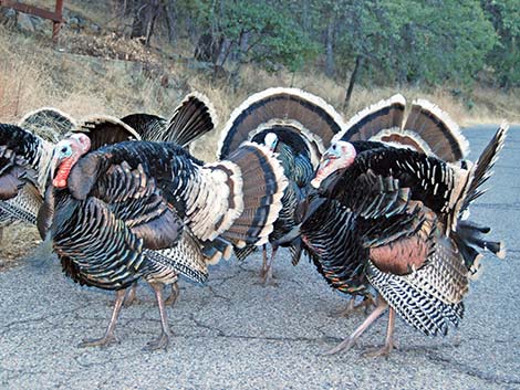 Wild Turkey (Meleagris gallopavo)