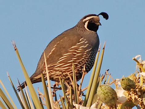 California Quail (Callipepla californica)