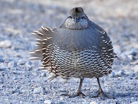 California Quail (Callipepla californica)