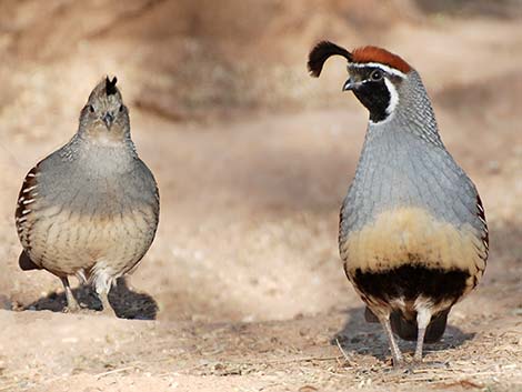 Galliformes - Pheasant, Grouse, Turkey, Quail