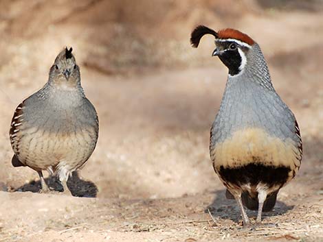 Gambel's Quail (Callipepla gambelii)