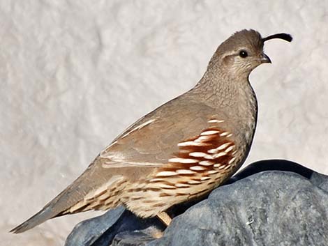 Gambel's Quail (Callipepla gambelii)