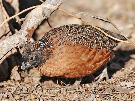 Masked Bobwhite (Colinus virginianus ridgwayi)