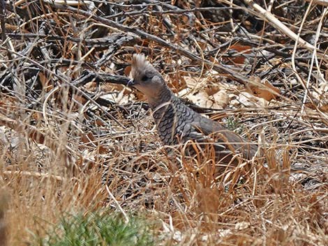 Scaled Quail (Callipepla squamata)